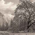 One Beauty Sepia Photograph by Jonathan Nguyen One Beauty Sepia Photograph by Jonathan Nguyen