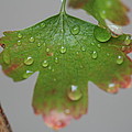 Rain drops on Leaf Photograph by Valerie Collins Rain drops on Leaf Photograph by Valerie Collins
