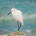 One With Nature - Snowy Egret by Kim Hojnacki One With Nature - Snowy Egret by Kim Hojnacki