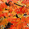 Orange And Reds And Some Yellow Too Photograph by Eunice Miller Orange And Reds And Some Yellow Too Photograph by Eunice Miller