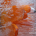 Orange Flower Photograph by Randi Grace Nilsberg Orange Flower Photograph by Randi Grace Nilsberg