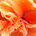 Orange Hibiscus Photograph by Karen Zuk Rosenblatt Orange Hibiscus Photograph by Karen Zuk Rosenblatt