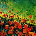Orange poppies by Pol Ledent Orange poppies by Pol Ledent