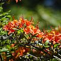 Orange Rhododendron Photograph by Spikey Mouse Photography Orange Rhododendron Photograph by Spikey Mouse Photography