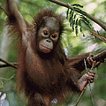 Orangutan Infant Hanging Borneo Photograph by Konrad Wothe Orangutan Infant Hanging Borneo Photograph by Konrad Wothe