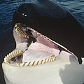 Orca Portrait North America Photograph by Flip Nicklin Orca Portrait North America Photograph by Flip Nicklin