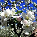 Orchard Ovation by Will Borden Orchard Ovation by Will Borden