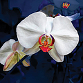 Exotic Orchid 25 Photograph by Carlos Diaz Exotic Orchid 25 Photograph by Carlos Diaz