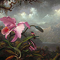 Orchid And Hummingbird by Martin Johnson Heade Orchid And Hummingbird by Martin Johnson Heade