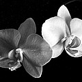 Orchid in black and white Photograph by Steve Karol Orchid in black and white Photograph by Steve Karol