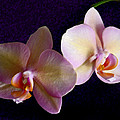 Orchid Light by Steve Karol Orchid Light by Steve Karol
