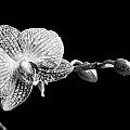 Orchid Phalaenopsis flower Photograph by Michalakis Ppalis Orchid Phalaenopsis flower Photograph by Michalakis Ppalis