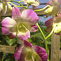 Orchid Splendor Photograph by Karen Zuk Rosenblatt Orchid Splendor Photograph by Karen Zuk Rosenblatt