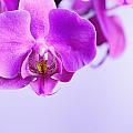 Orchids On Simple Background by Sabine Jacobs Orchids On Simple Background by Sabine Jacobs