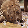 Orphan Isholta Playing In Mud Bath Photograph by Gerry Ellis Orphan Isholta Playing In Mud Bath Photograph by Gerry Ellis