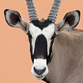 Oryx Portrait Namibia Photograph by Alexander Koenders Oryx Portrait Namibia Photograph by Alexander Koenders