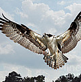 Osprey With Fish In Talons Photograph by Kathy Baccari Osprey With Fish In Talons Photograph by Kathy Baccari