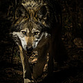 Out Of The Dark by Ernie Echols Out Of The Dark by Ernie Echols