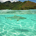 Over Under, Half Water Half Land, Shark by Panoramic Images Over Under, Half Water Half Land, Shark by Panoramic Images