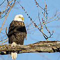 Overlooking Freedom Photograph by Steven Santamour Overlooking Freedom Photograph by Steven Santamour