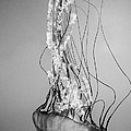 Pacific Sea Nettle - Black and White Photograph by Marianna Mills Pacific Sea Nettle - Black and White Photograph by Marianna Mills