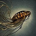 Pacific Sea Nettle Photograph by Marianna Mills Pacific Sea Nettle Photograph by Marianna Mills