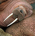 Bull Walrus on Round Island Photograph by Yva Momatiuk and John Eastcott Bull Walrus on Round Island Photograph by Yva Momatiuk and John Eastcott