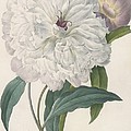 Paeonia Flagrans Peony by Pierre Joseph Redoute Paeonia Flagrans Peony by Pierre Joseph Redoute