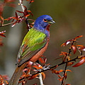 Painted Bunting - Male Photograph by Kathy Baccari Painted Bunting - Male Photograph by Kathy Baccari