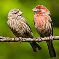 Pair of House Finches in a Tree Photograph by Jeff Goulden Pair of House Finches in a Tree Photograph by Jeff Goulden
