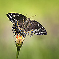 Palamedes Swallowtail Butterfly Belly Photograph by Jo Ann Tomaselli Palamedes Swallowtail Butterfly Belly Photograph by Jo Ann Tomaselli