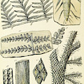 Paleozoic Flora, Calamites, Illustration by British Library Paleozoic Flora, Calamites, Illustration by British Library