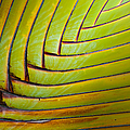 Palm Tree Leafs Photograph by Sebastian Musial Palm Tree Leafs Photograph by Sebastian Musial