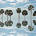 Palm Tree Reflection Photograph by Aimee L Maher ALM GALLERY Palm Tree Reflection Photograph by Aimee L Maher ALM GALLERY