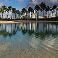 Palm Trees Crystal Clear Lagoon Water And Tropical Fish by Georgia Mizuleva Palm Trees Crystal Clear Lagoon Water And Tropical Fish by Georgia Mizuleva