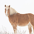 Palomino Horse in the Snow Photograph by James BO Insogna Palomino Horse in the Snow Photograph by James BO Insogna