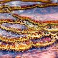 Pancakes Hot Springs by Scott Campbell Pancakes Hot Springs by Scott Campbell