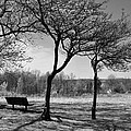 Park Bench Photograph by Ann Bridges Park Bench Photograph by Ann Bridges