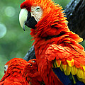 Colorful Companions Parrots Perched on a Branch by Chauncy Holmes