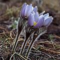 Pasque flower Photograph by Steven Ralser Pasque flower Photograph by Steven Ralser