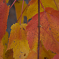 Pastel Colors Of Autumn by Jeff Folger Pastel Colors Of Autumn by Jeff Folger