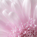 Pastel Daisy by Dale Kincaid Pastel Daisy by Dale Kincaid