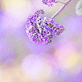 Pastel Moods by Evelina Kremsdorf Pastel Moods by Evelina Kremsdorf