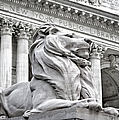 Patience The NYPL Lion Photograph by Susan Candelario Patience The NYPL Lion Photograph by Susan Candelario