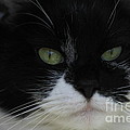 Green Eyes of a Tuxedo Cat Photograph by Valerie Collins Green Eyes of a Tuxedo Cat Photograph by Valerie Collins