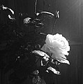 Peace in the Morning Photograph by Vonda Lawson-Rosa Peace in the Morning Photograph by Vonda Lawson-Rosa