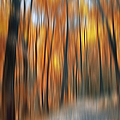 Peaceful Path Photograph by Susan Candelario Peaceful Path Photograph by Susan Candelario