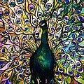 Peacock by American School Peacock by American School