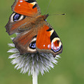 Peacock Butterfly Netherlands Photograph by Silvia Reiche Peacock Butterfly Netherlands Photograph by Silvia Reiche