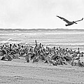 Pelican Convention by Betsy Knapp Pelican Convention by Betsy Knapp